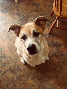 This is Zeke. He's a 75 lb. fawn and white furball with a brown nose, cleopatra eyeliner, and soulful brown eyes. Often scratchy eyes. 