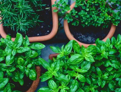 Terra Cotta pots with vibrant green herbs: Rosemary, Basil, and either oregano or thyme. (I'm not sure. I can't smell them.)