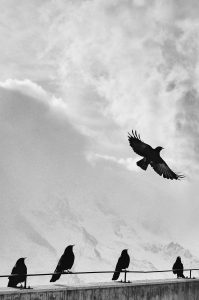 a black and white picture of a soaring crow silhouetted against a white mountaintop, while 4 other crows look on attentively from the guardrail of the overlook. A murder of crows in a meditation for power and protection