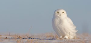 Snowy white owl with yellow eyes, sitting on the scraggly, snow-covered ground, feathers blowing in the wind. Talk about a meditation for power and protection! 