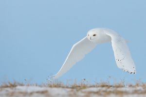 Snowy white owl swooping down over scraggly, snow-dotted ground. and yes, I'm still hearing the Disney song, "You Can Fly." Over and Over in my head. Auuugh!!! Thanks for asking. I need to focus on something... perhaps a meditation for power and protection against Disney earworms?!