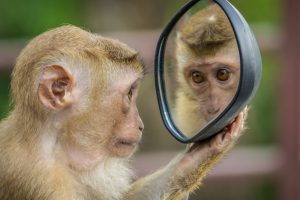 Monkey gazing deep into it's own souldful eyes. In a stolen car side-view mirror.