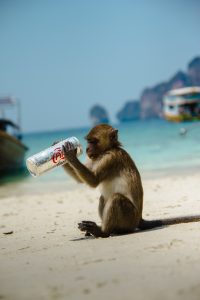 Monkey (Mind) on the beach in Thailand with a stolen can of soda.