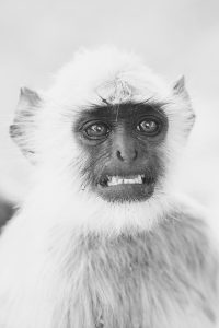 Black and white of The Monkey (Mind) trying to get a handle on itself. (White monkey, black face, and a "smile" like a second grader's school picture: more grimace than smile, and LOTS of bottom teeth.)