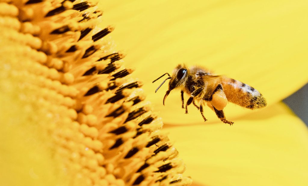 Bee with full pollen sacks on his legs and a bunch of pollen on his but, about to land on a sunflower
